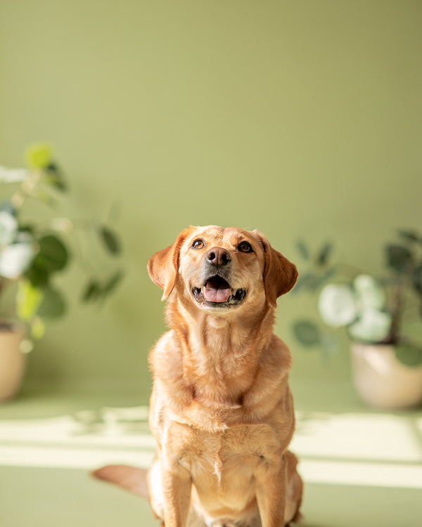 Pet